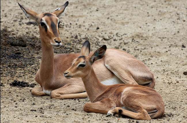 Обои картинки фото животные, олени