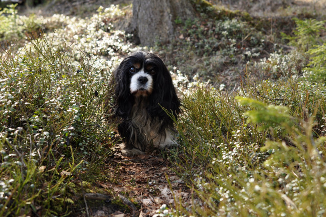 Обои картинки фото животные, собаки, песик