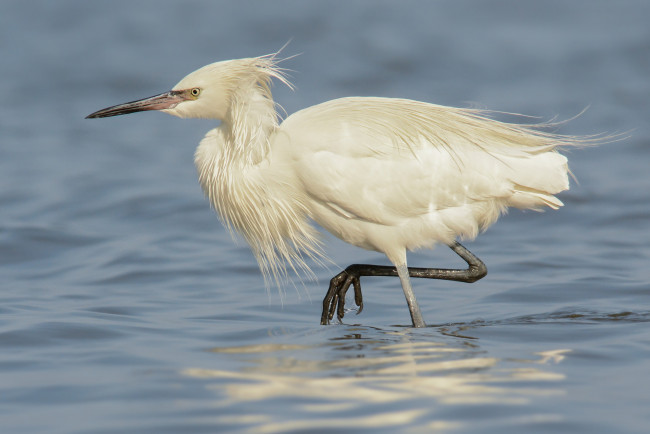 Обои картинки фото животные, цапли,  выпи, цапля, белая