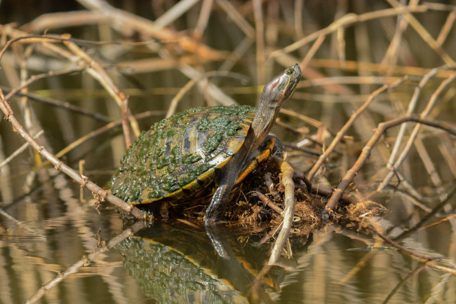 Обои картинки фото животные, Черепахи, черепашка