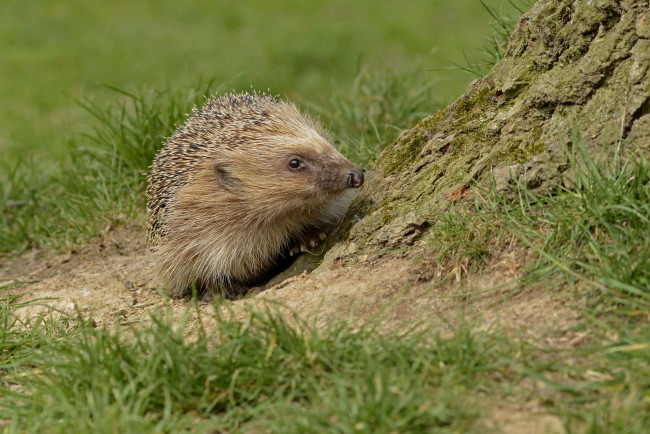 Обои картинки фото животные, ежи, ежик