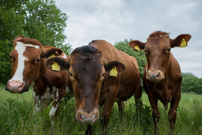 Обои картинки фото животные, коровы,  буйволы, буренки