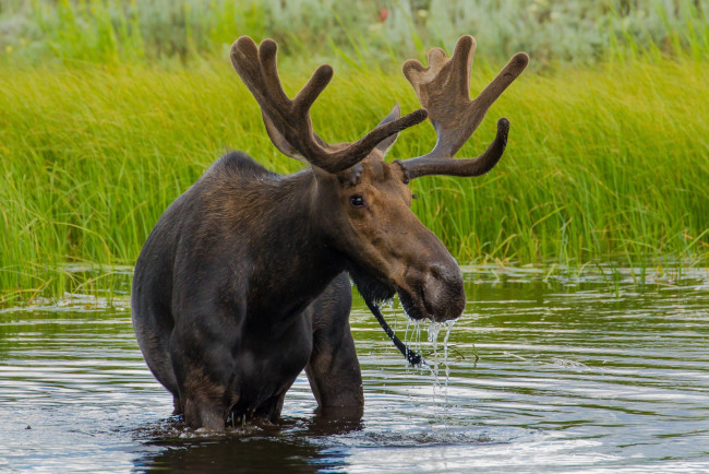 Обои картинки фото животные, лоси, сохатый