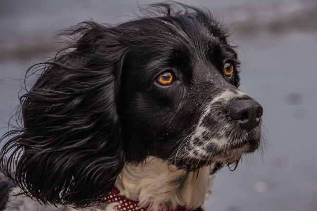 Обои картинки фото животные, собаки, пес