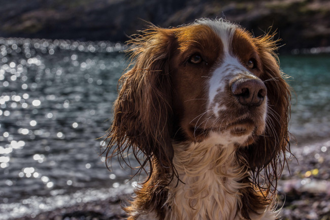 Обои картинки фото животные, собаки, пес