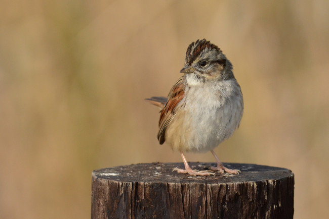 Обои картинки фото животные, воробьи, воробей