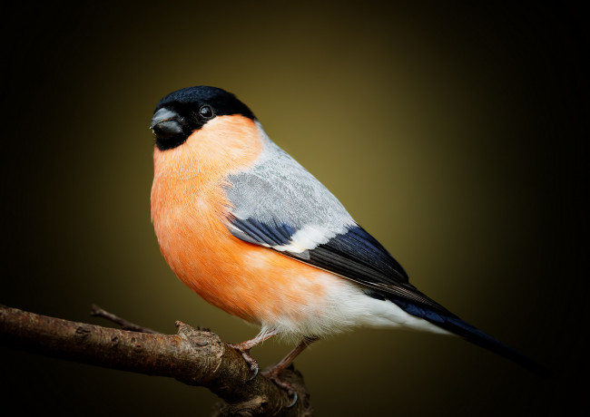 Обои картинки фото животные, снегири, снегирь