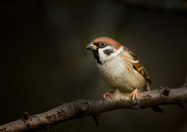 Обои картинки фото животные, воробьи, воробей