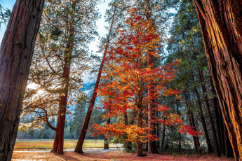 Картинка природа лес стволы деревья