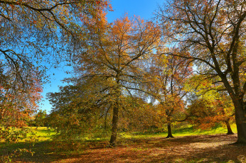 Картинка природа лес деревья стволы