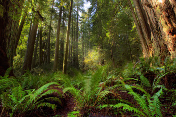 Картинка природа лес деревья стволы