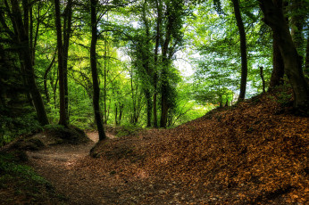 Картинка природа лес стволы деревья