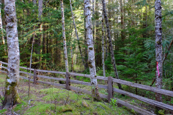 Картинка природа лес стволы деревья