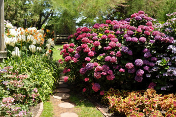 Картинка природа парк дорожка клумбы гортензия