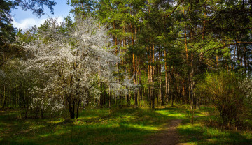Картинка природа лес стволы деревья