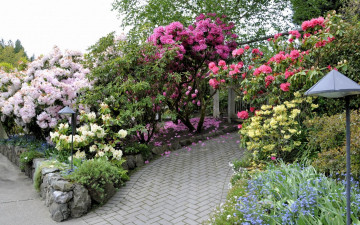 Картинка природа парк фонари азалии