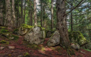 Картинка природа лес деревья стволы