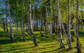 Картинка природа лес стволы деревья