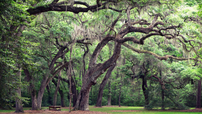 Обои картинки фото природа, лес, деревья, стволы