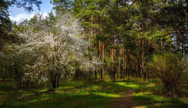 Обои картинки фото природа, лес, стволы, деревья