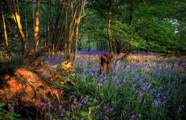 Обои картинки фото природа, лес, стволы, деревья