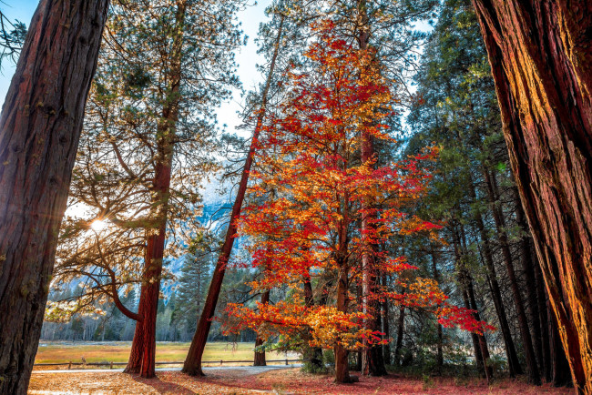 Обои картинки фото природа, лес, стволы, деревья