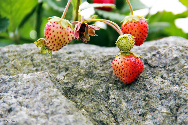 Обои картинки фото природа, Ягоды, камень, клубника