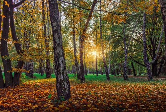 Обои картинки фото природа, лес, деревья, стволы