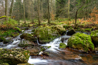 Картинка природа реки озера река лес