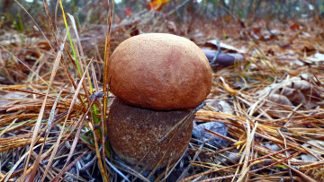 Картинка природа грибы подосиновик