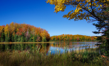 Картинка природа реки озера река лес