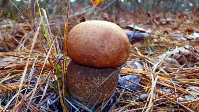 Обои картинки фото природа, грибы, подосиновик
