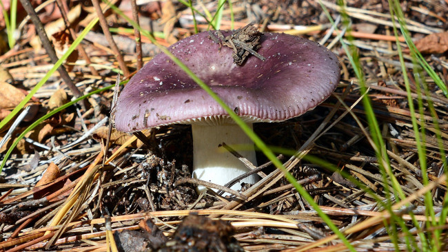 Обои картинки фото природа, грибы, сыроежка