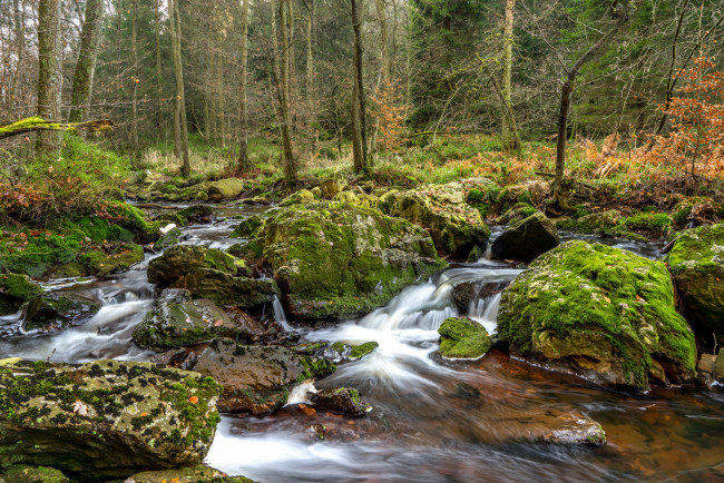 Обои картинки фото природа, реки, озера, река, лес