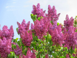 Картинка цветы сирень весна 2018