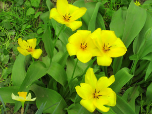 Картинка цветы тюльпаны весна 2018