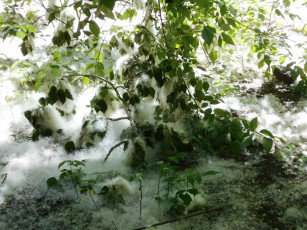 Картинка природа листья