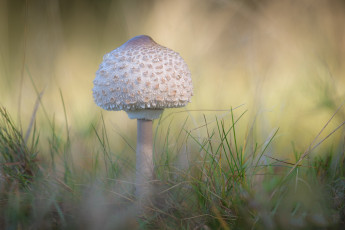 Картинка природа грибы простор