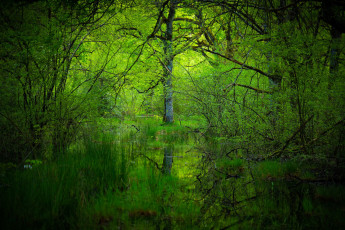 Картинка природа лес простор