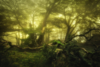 Картинка природа лес простор