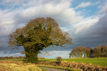 Картинка природа деревья простор