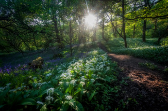 Картинка природа лес простор