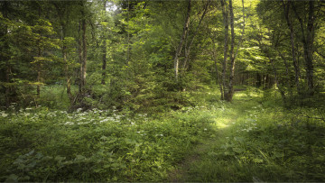 Картинка природа лес простор