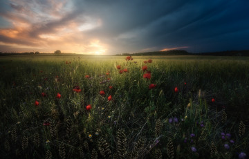 Картинка природа луга простор