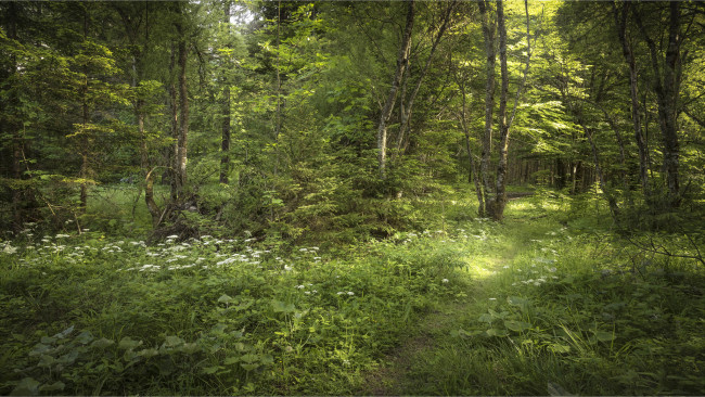 Обои картинки фото природа, лес, простор