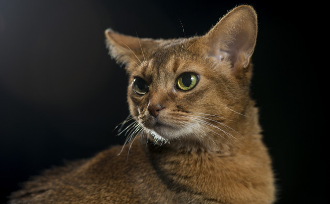 Обои картинки фото животные, коты, киса