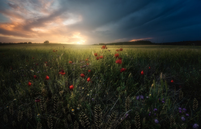 Обои картинки фото природа, луга, простор