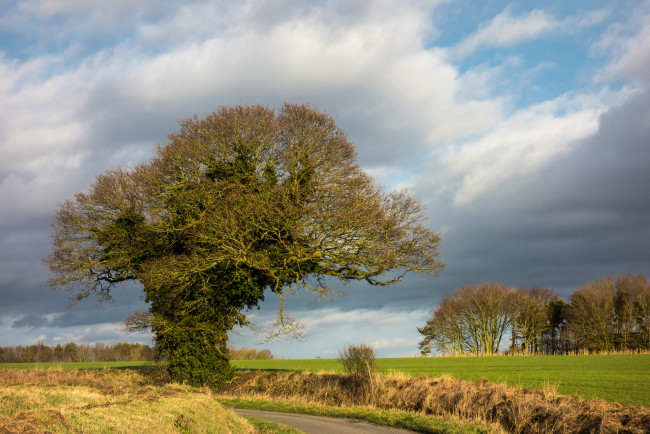 Обои картинки фото природа, деревья, простор