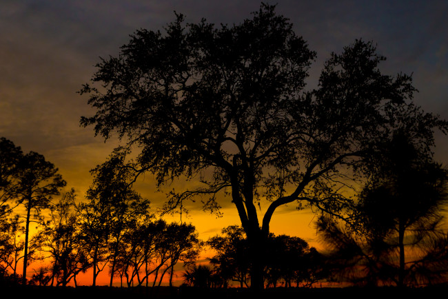 Обои картинки фото природа, деревья, простор