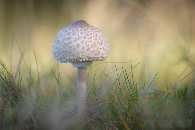 Обои картинки фото природа, грибы, простор